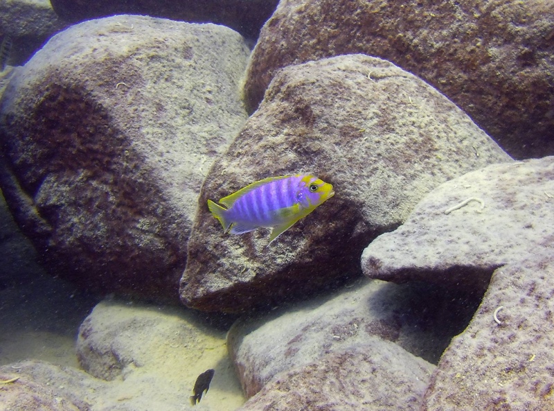 Maylandia hajomaylandi 'Chizumulu Island'